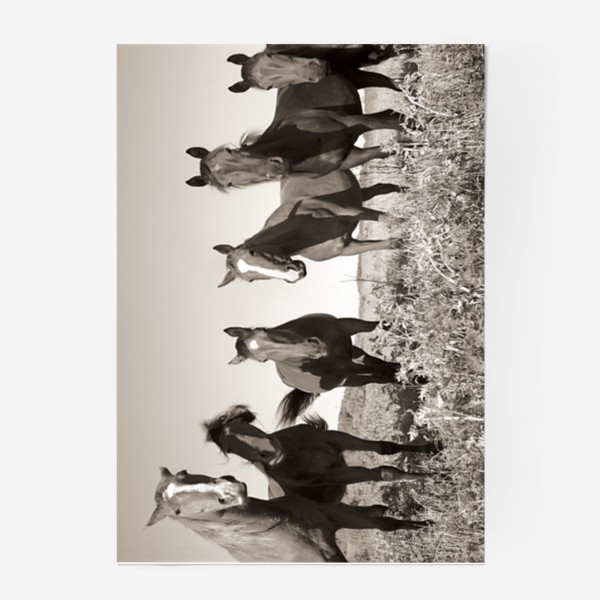 Постер «лошади»
