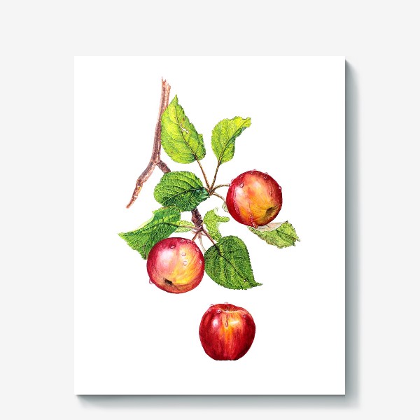 Холст &laquo;Фрукты, красные яблоки на ветке. Ботаническая иллюстрация&raquo;