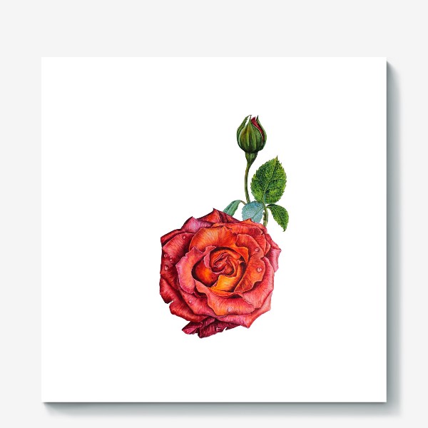 Холст «Красно - шоколадная роза»