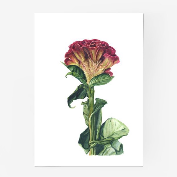 Постер «Цветок целозия»