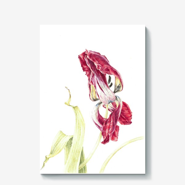 Холст «Увядающий тюльпан»