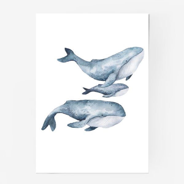 Постер «семья китов»