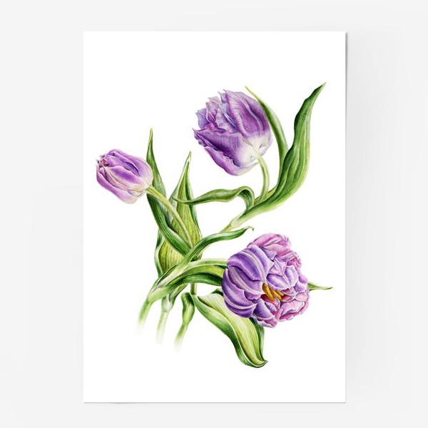 Постер «Тюльпаны»