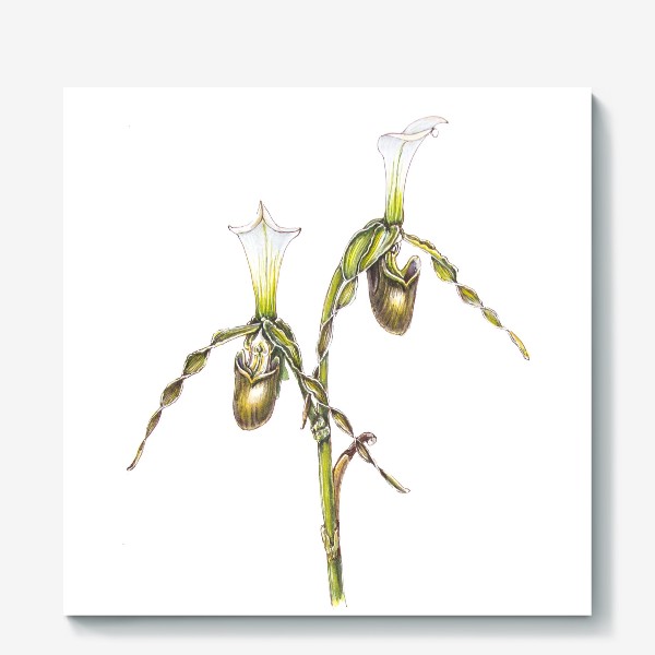 Холст &laquo;Венерин башмачок орхидея&raquo;