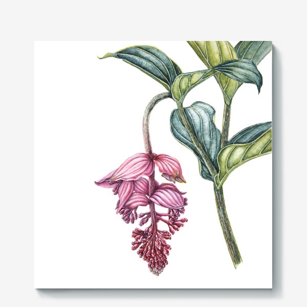 Холст «Мединилла тропический цветок розовые грозди»