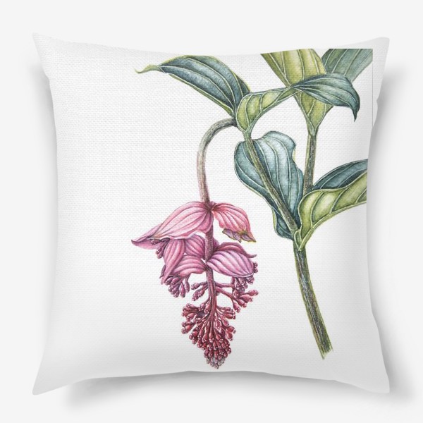 Подушка «Мединилла тропический цветок розовые грозди»
