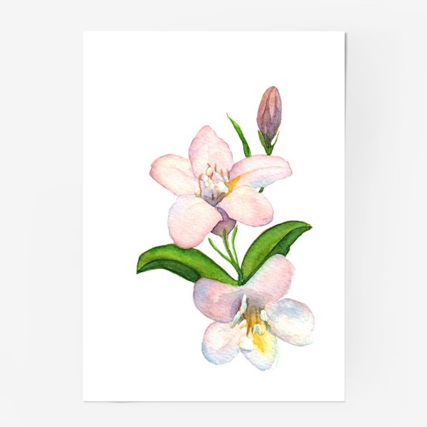 Постер «Акварельные Розовые цветы»