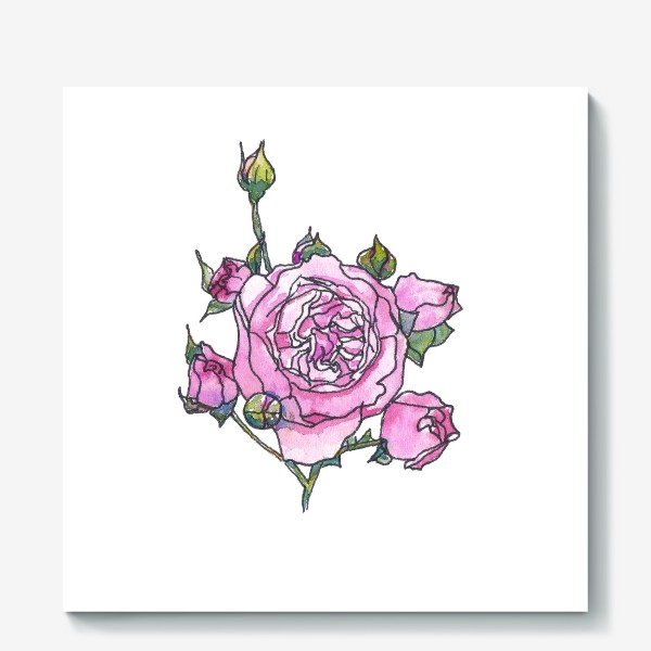 Холст &laquo;Розовая английская роза Остина, ботанический скетч, акварель&raquo;