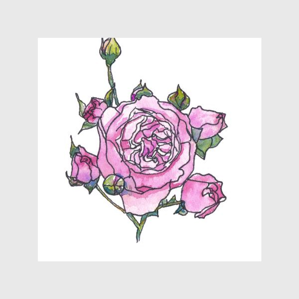 Шторы &laquo;Розовая английская роза Остина, ботанический скетч, акварель&raquo;