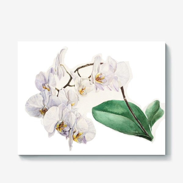 Холст «Белые Орхидеи»
