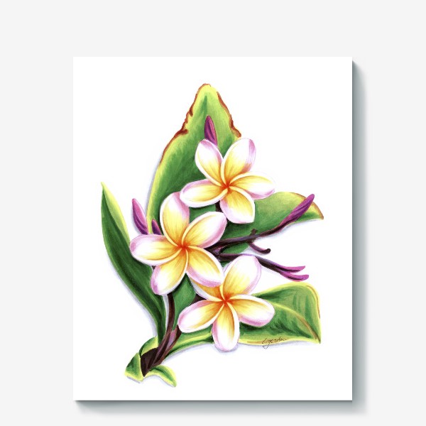 Холст «Тайские цветы плюмерия (франжипани)»
