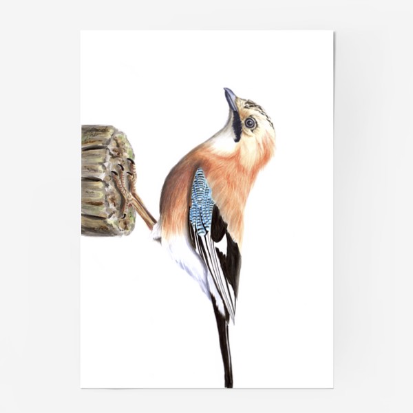 Постер «Птица европейская сойка»