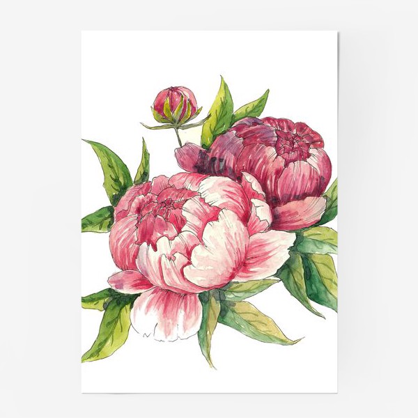 Постер «Розовые пионы»