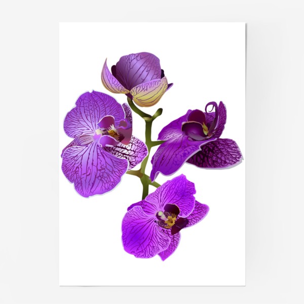 Постер «Кустик орхидеи фиолетового цвета векторная иллюстрация»