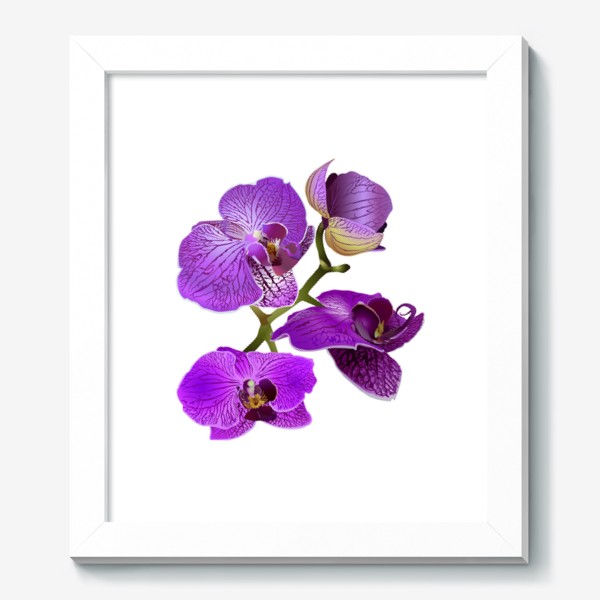 Картина &laquo;Кустик орхидеи фиолетового цвета векторная иллюстрация&raquo;