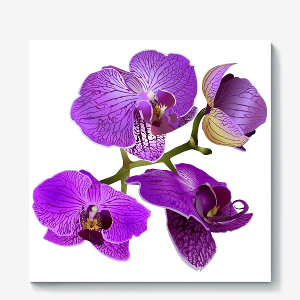 Холст «Кустик орхидеи фиолетового цвета векторная иллюстрация»