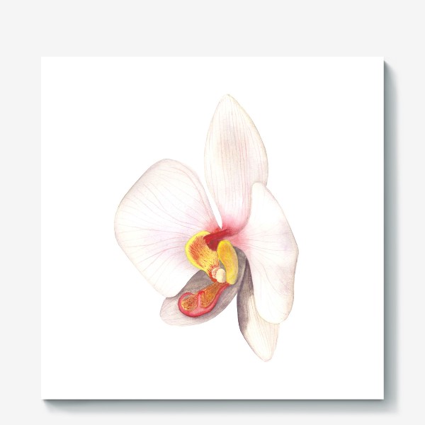 Холст «Орхидея фаленопсис»