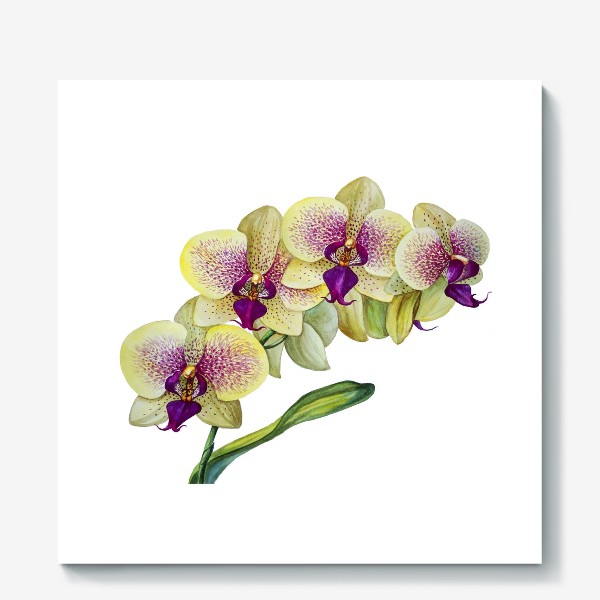 Холст «Жёлтая орхидея»