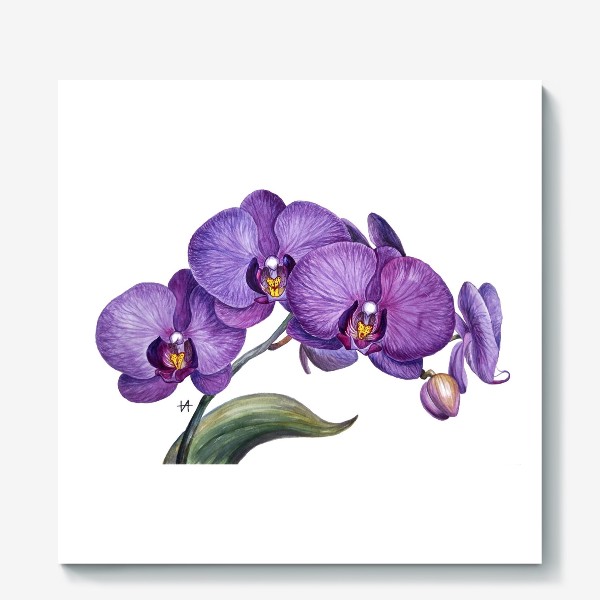 Холст «Ветка орхидеи»