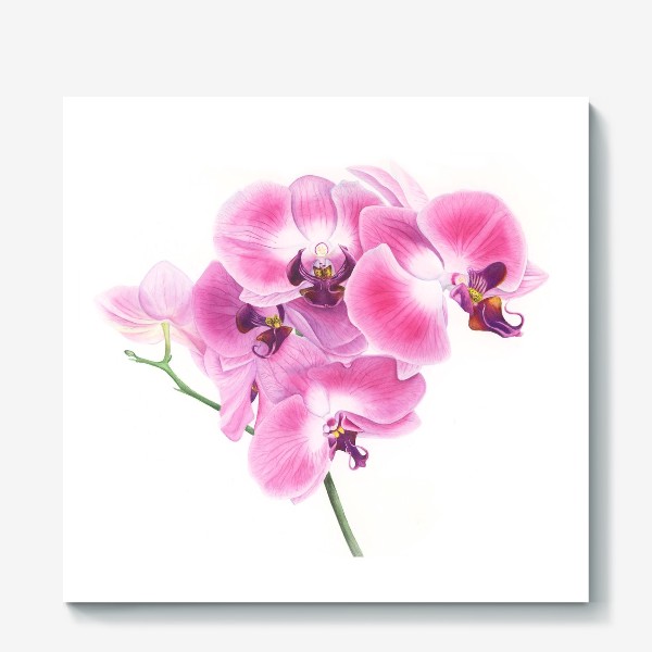 Холст &laquo;Розовая орхидея&raquo;