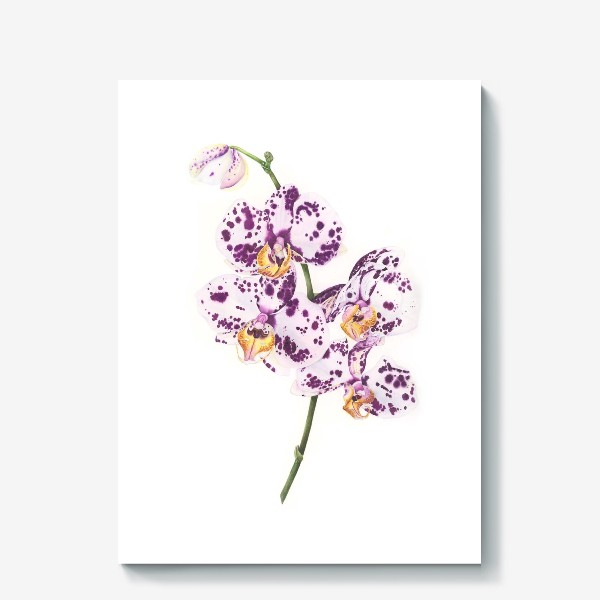 Холст «Орхидея далматинец»