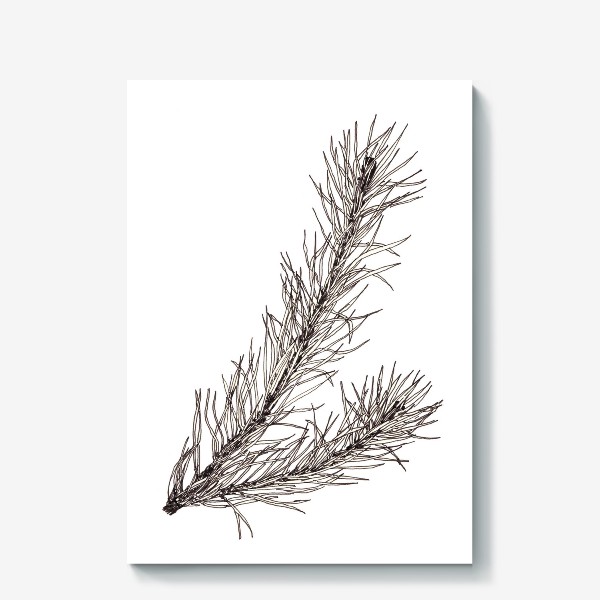 Холст «Еловая ветка. Ботаническая графика черно-белая на белом фоне. Зима, природа, новый год, монохром»