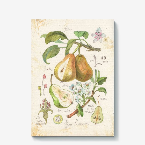 Холст «ботаническая иллюстрация груша»