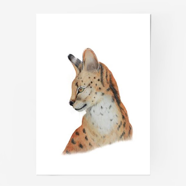 Постер «Дикая кошка "Сервал"»