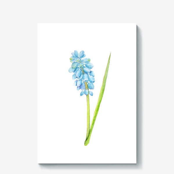 Холст &laquo;Ботаническая акварельная иллюстрация, весенний голубой цветок, мускари (мышиный гиацинт)&raquo;