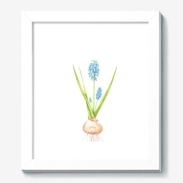 Картина «Ботаническая акварельная иллюстрация, весенний голубой цветок с луковицей, мускари или мышиный гиацинт»
