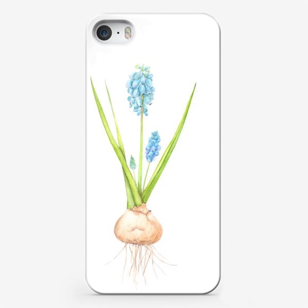 Чехол iPhone «Ботаническая акварельная иллюстрация, весенний голубой цветок с луковицей, мускари или мышиный гиацинт»