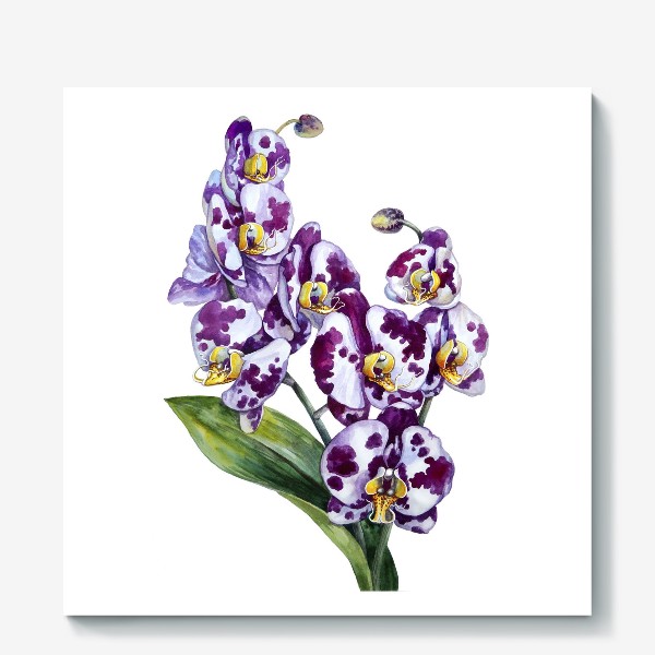 Холст «Пятнистая орхидея»