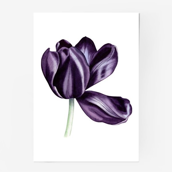 Постер «Ботаническая иллюстрация с акварельным тюльпаном»