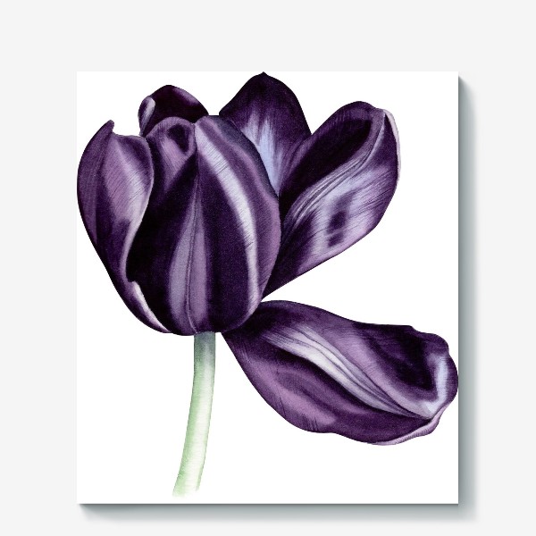 Холст «Ботаническая иллюстрация с акварельным тюльпаном»