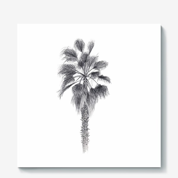 Холст «Пальма. Рисунок пальмы. Реализм. Графика.»