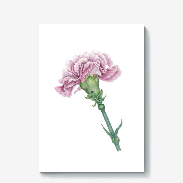 Холст &laquo;Розовая гвоздика ветка Carnation&raquo;