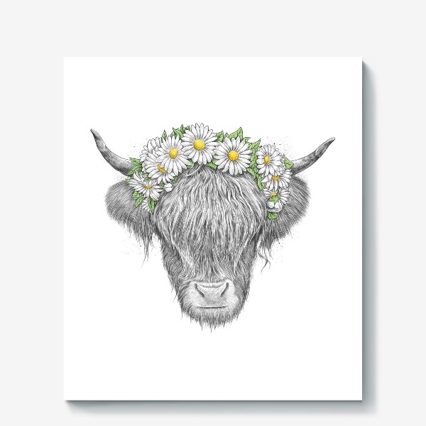 Холст «Шотландская корова с ромашками»