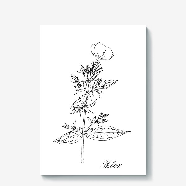 Холст «Цветок флокса, черно-белая летняя ботаническая иллюстрация, графика, линейный рисунок на белом фоне»