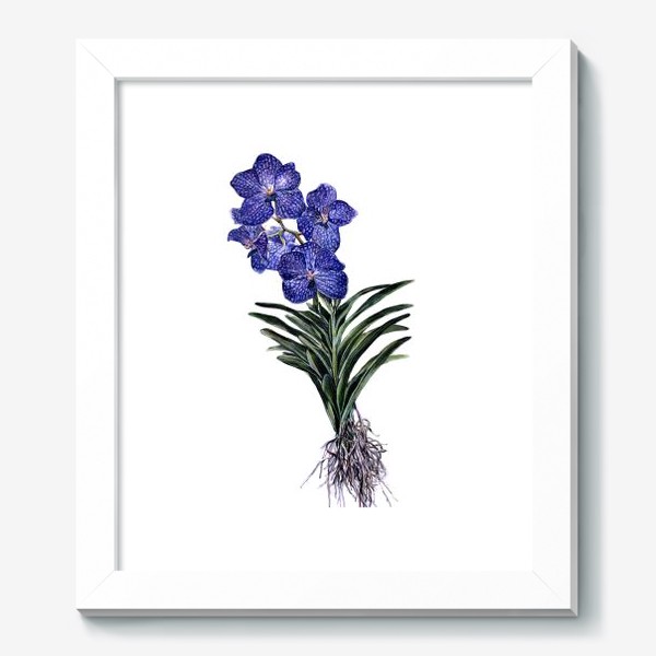 Картина «Орхидея Ванда»