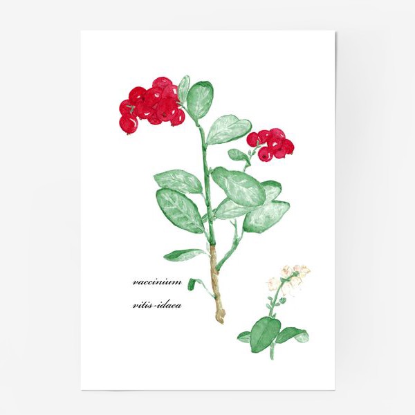 Постер «Брусника(vaccinium vitis-idaea)»