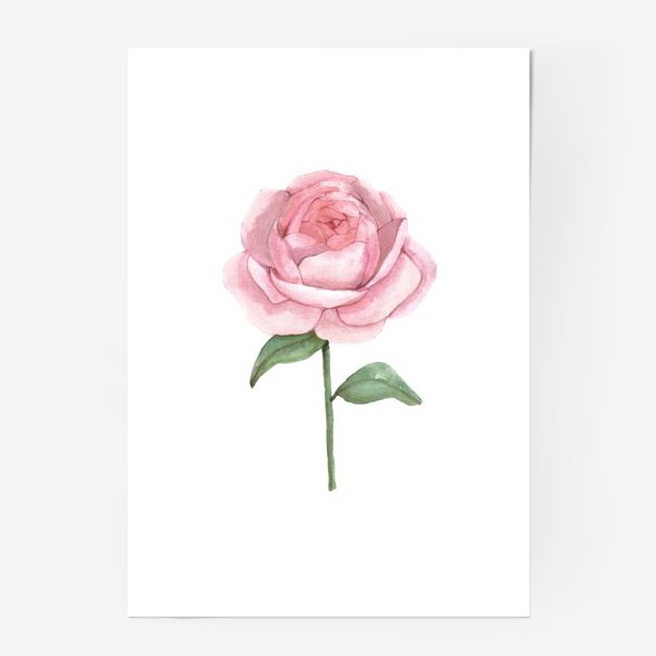 Постер «цветок роза»