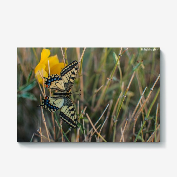 Холст «Желтая бабочка на желтом тюльпане»