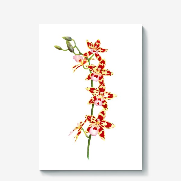 Холст «Орхидея Камбрия»