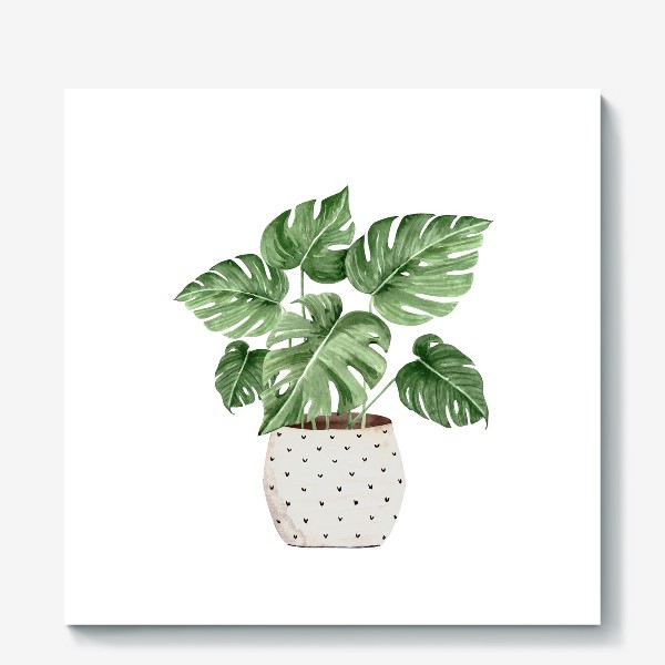 Холст «Зеленое комнатное растение Монстера в горшке, крупным планом на белом фоне»