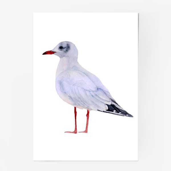 Постер «Акварель птица Чайка альбатрос»