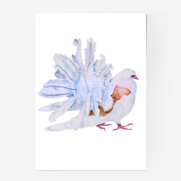 Постер «Акварель птица Голубь»