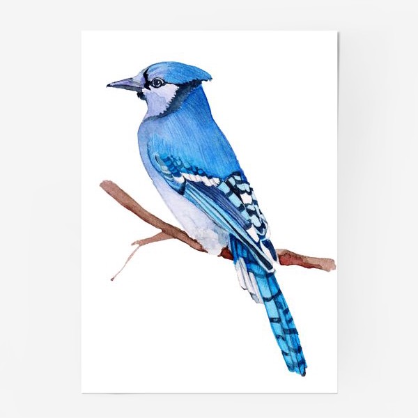 Постер «Watercolor illustration. Bright Blue Jay bird on white background.»