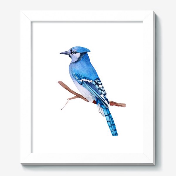 Картина «Watercolor illustration. Bright Blue Jay bird on white background.»
