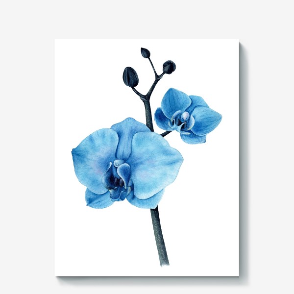 Холст «Голубая орхидея фаленопсис»