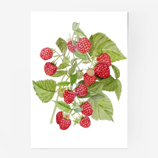 Постер «Watercolor illustration of red raspberry Bush.»